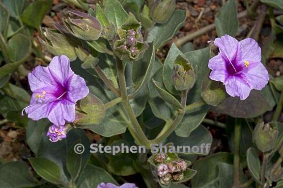 mirabilis multiflora var pubescens 1 graphic